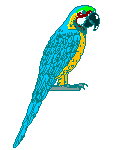 blue macaw parrot