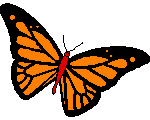 orange butterfly