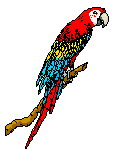 golden macaw parrot