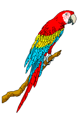 A golden macaw free pet for crochet pattern