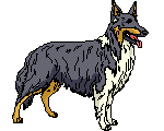 the lasie dog