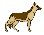german shepherd dog