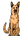 a german shepherd pet dog