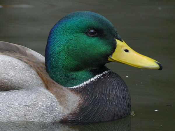 Mallard duck royalty free photo