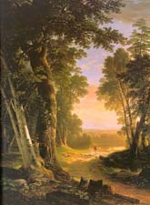 Forest lane