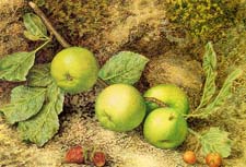 Fruit still life