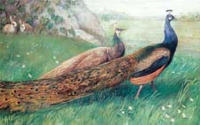 Pope, Alexander American, 1849-1924 Peacocks 