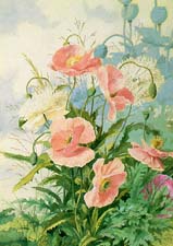 费舍尔,爱伦波反弹(美国, 1850-1920 )的罂粟, 1889年,水彩纸上,私人收藏.