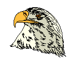 金鷹 