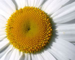 白色雛菊